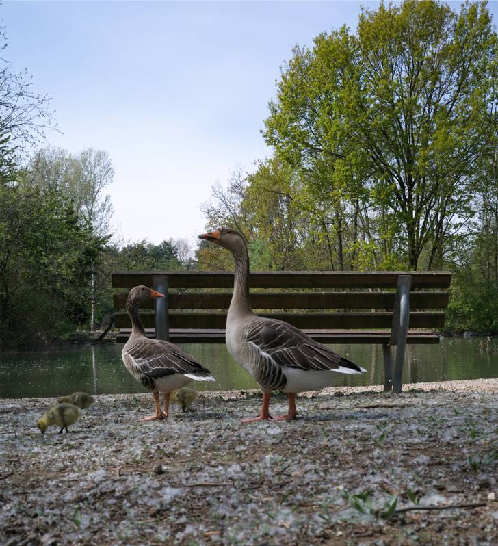 A group of geese and ducks standing near a bench.