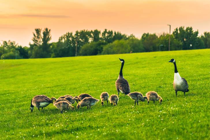 A family of geese walking in a grassy field.