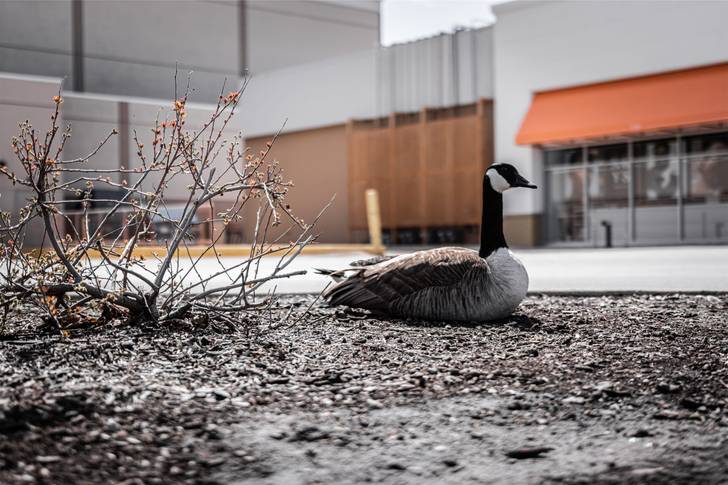 A geese is sitting on the ground in front of a store.