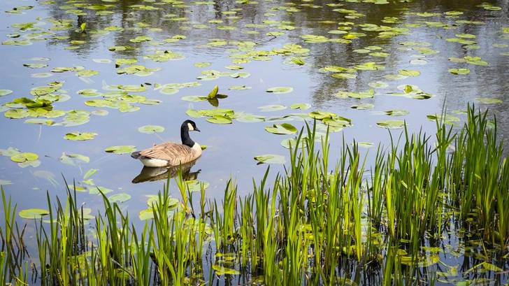 A goose is swimming in a pond with lily pads.