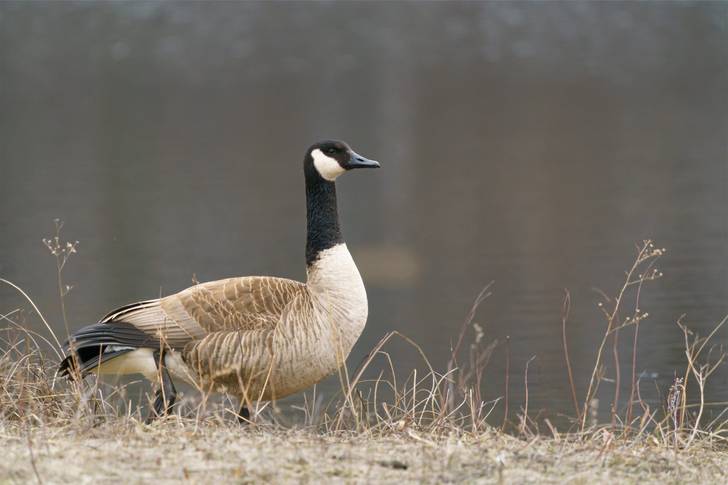 A canadian goose standing near a body of water.