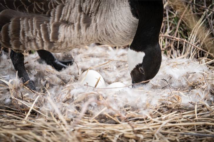A goose is eating eggs in a nest.