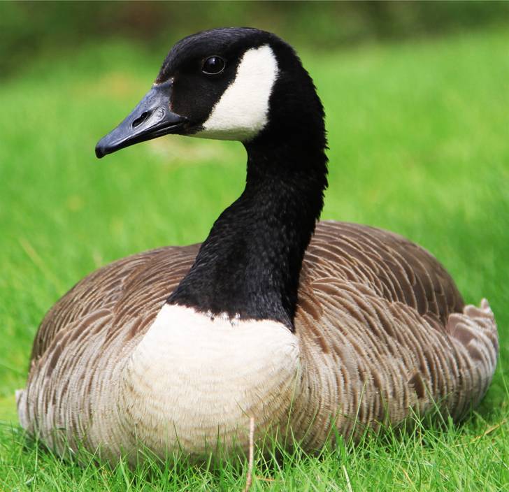 A canadian goose laying on the grass.