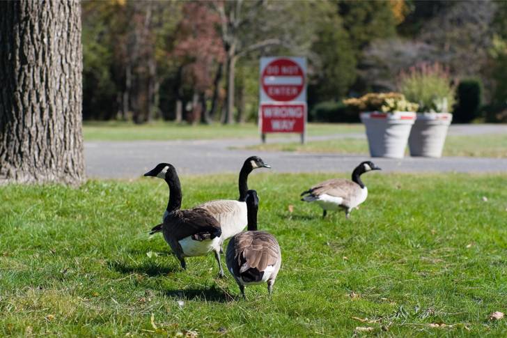 Three geese walking in the grass near a stop sign.