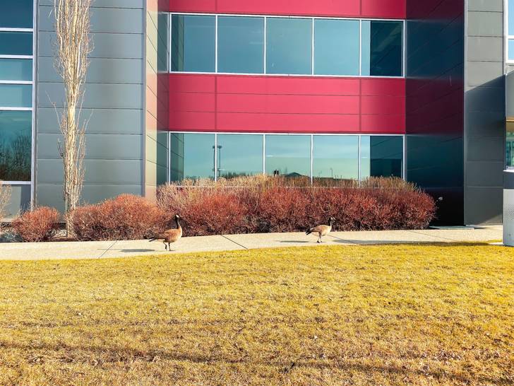 A group of ducks walking in front of a building.