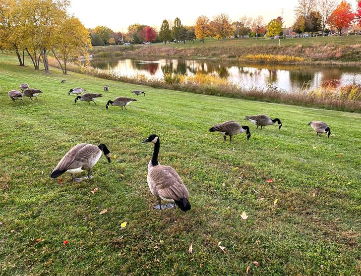 A group of geese grazing in a grassy area near a lake.