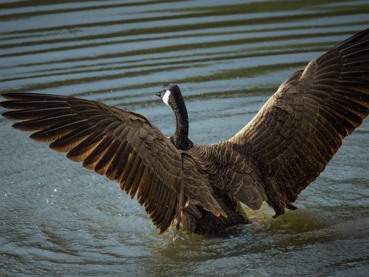 A canadian goose with its wings spread in the water.