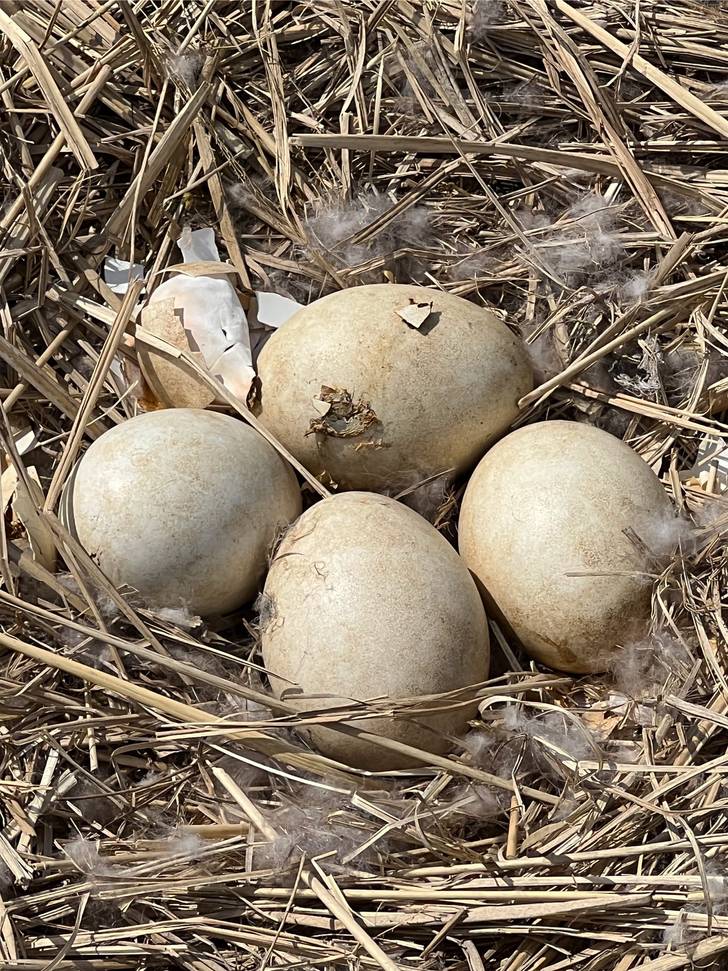 Four eggs are sitting in a nest of straw.