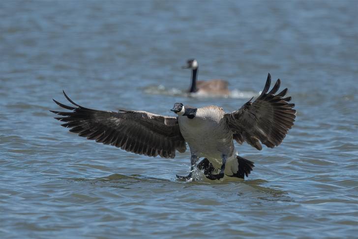 Canadian geese landing in the water.