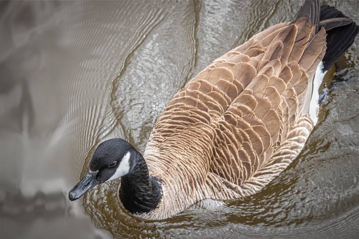 A canadian goose swimming in a body of water.