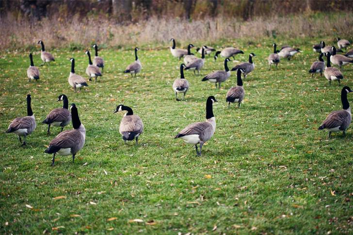 A group of geese in a field.