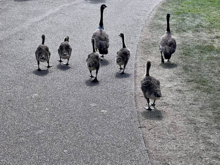 A group of geese walking down a path.