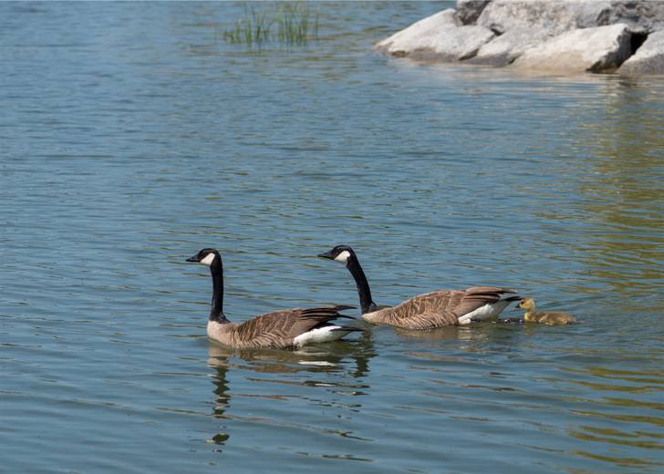 Two canadian geese swimming in the water.
