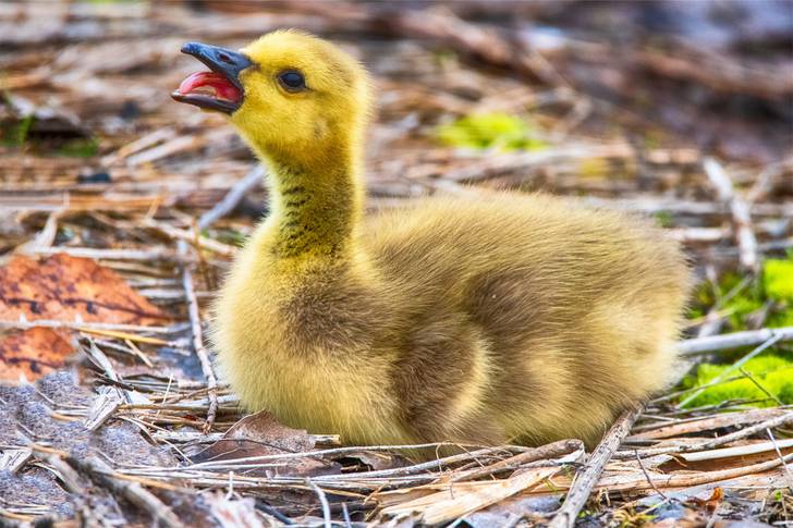 A baby goose is sitting on the ground with its mouth open.