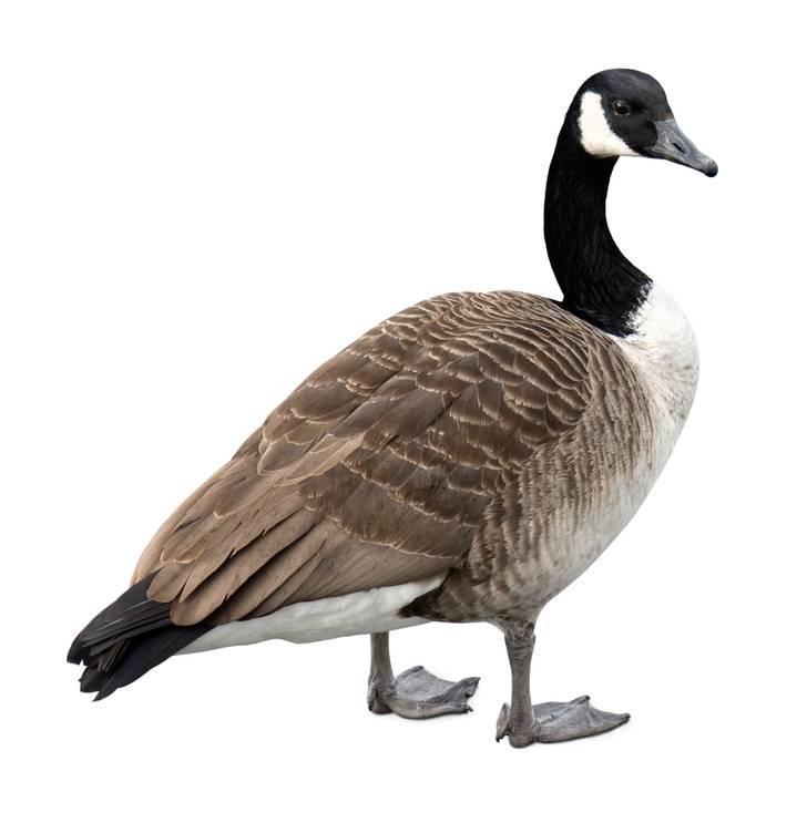 A canadian goose standing on a white background.