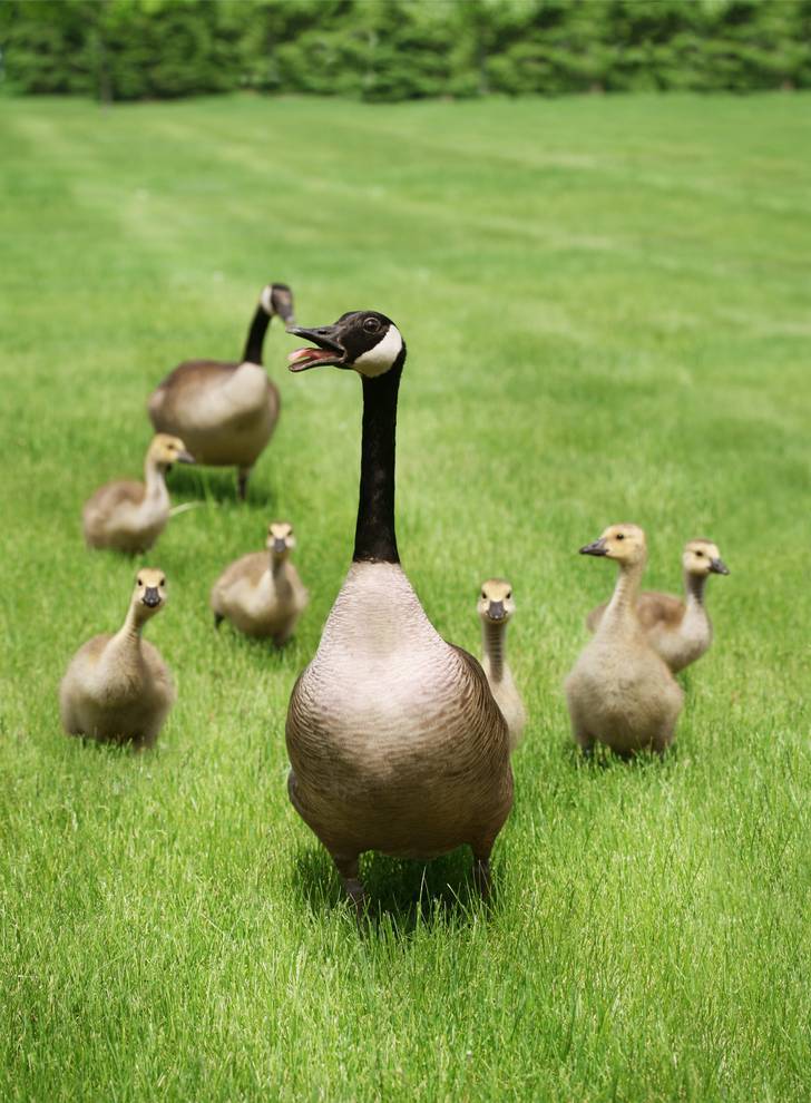 A group of geese in a grassy field.