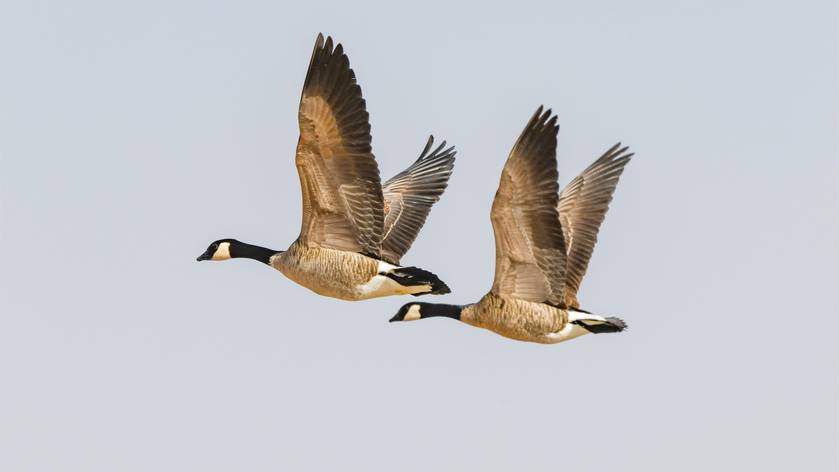 Canada geese flying in sky