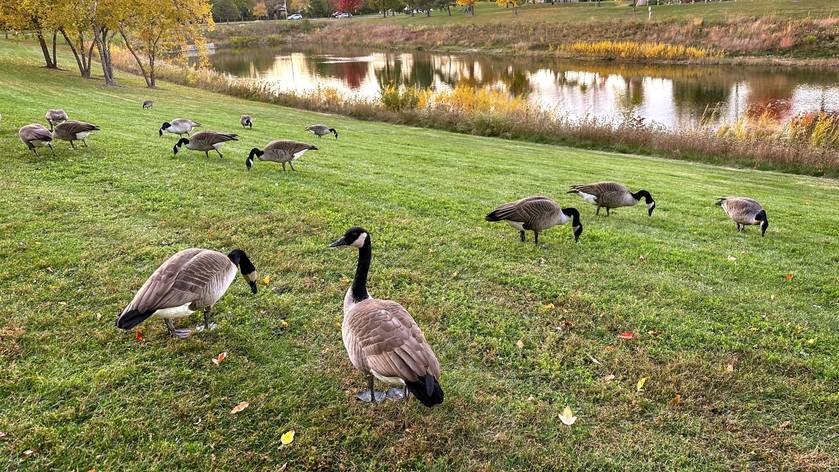 Canada geese walking on grass